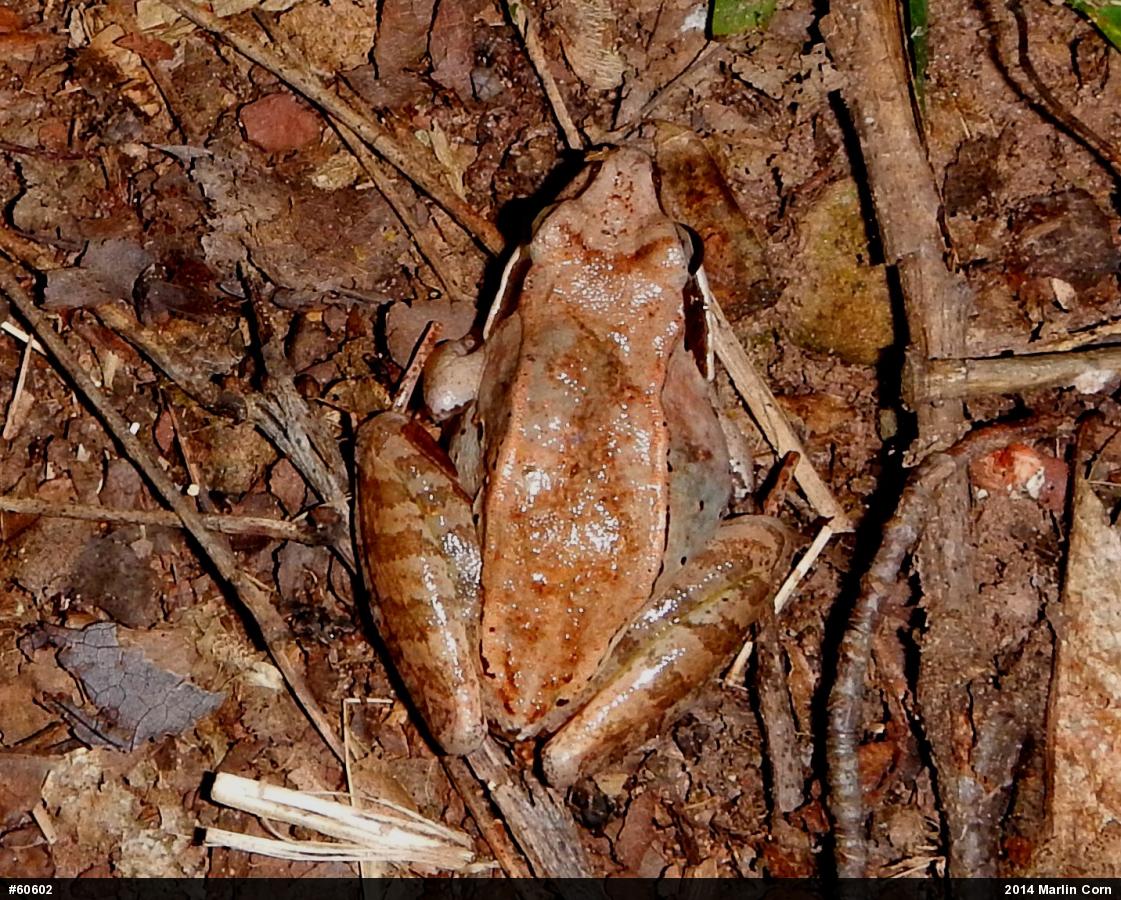Wood Frog