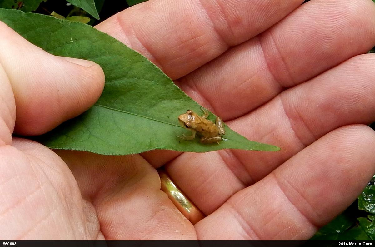 Spring Peeper