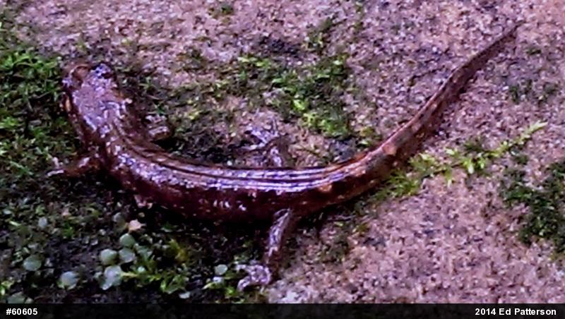 Seal Salamander