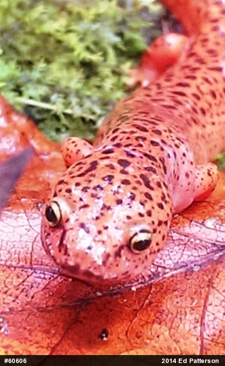 Northern Red Salamander