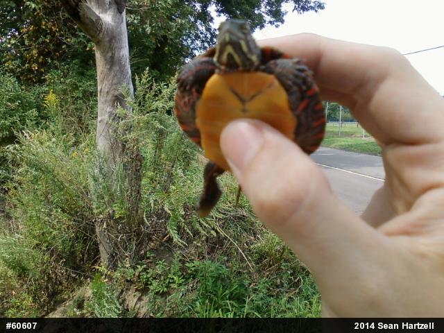 Painted Turtle