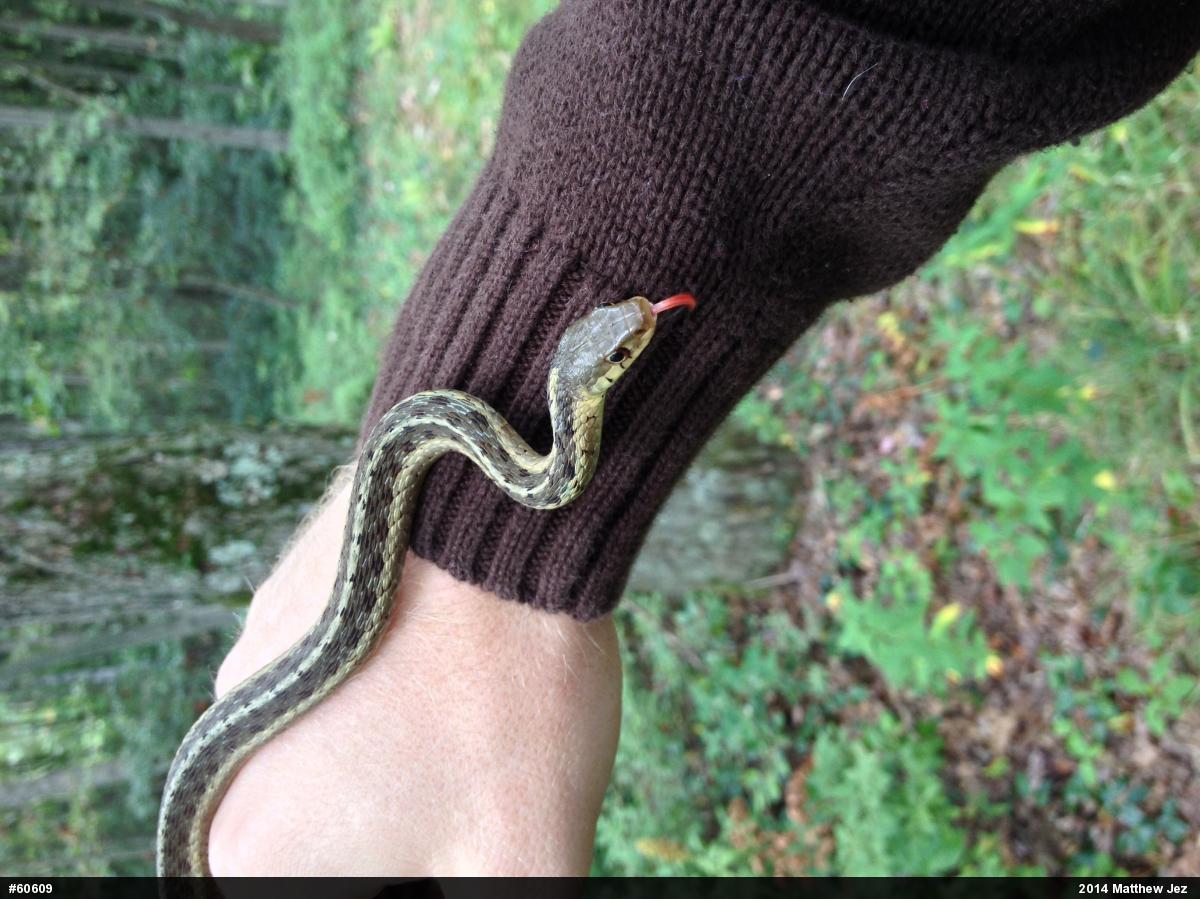 Eastern Gartersnake