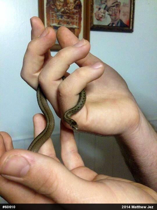 Dekay's Brownsnake