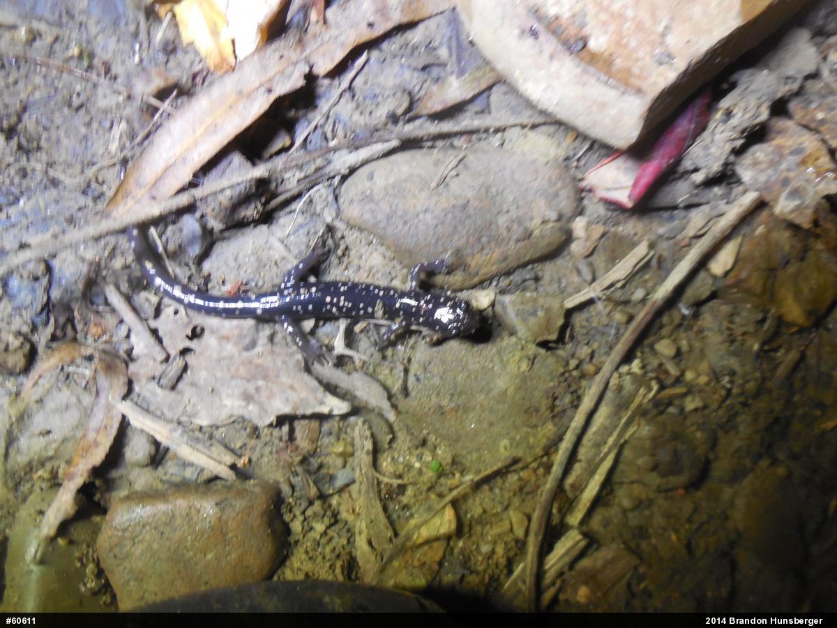 Northern Slimy Salamander