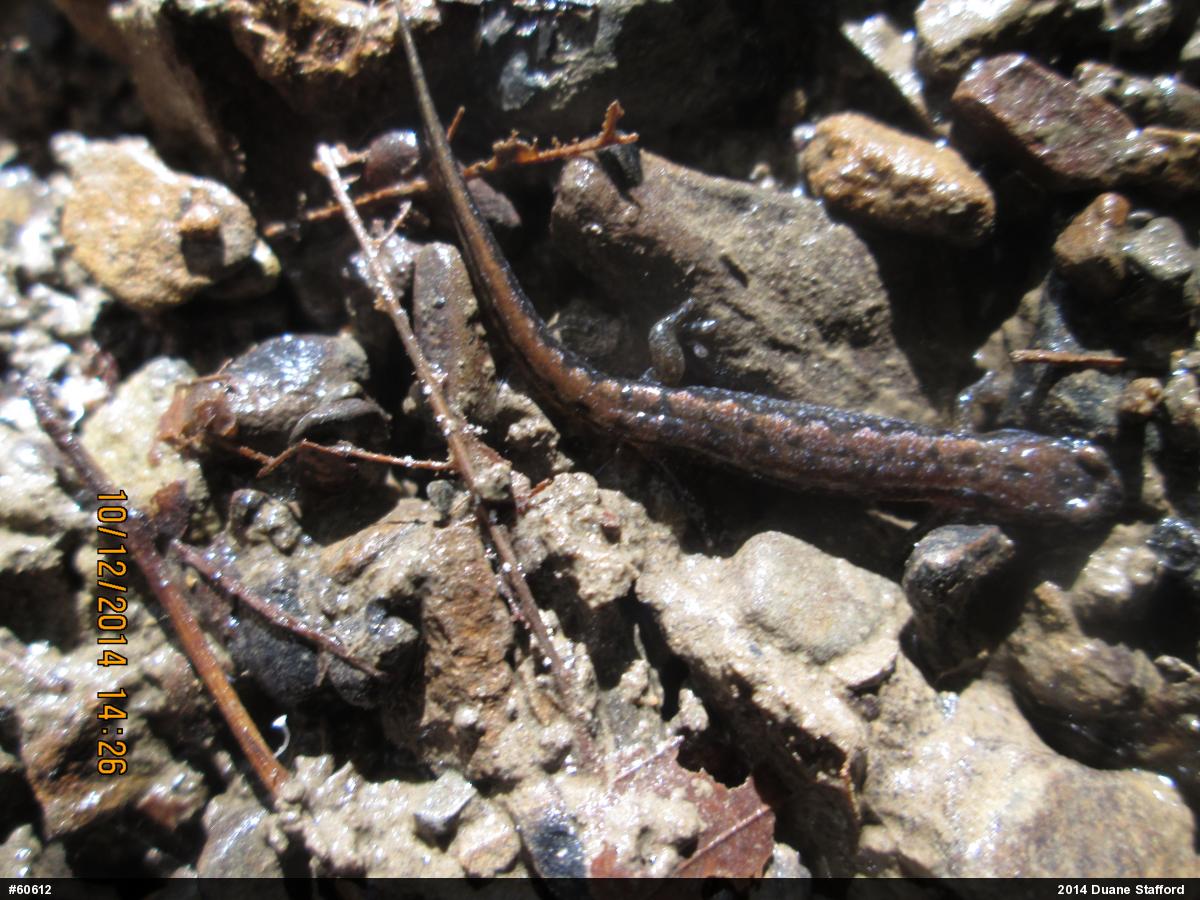 Northern Dusky Salamander