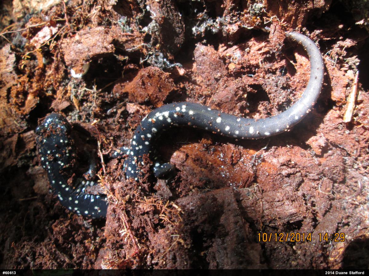 Northern Slimy Salamander