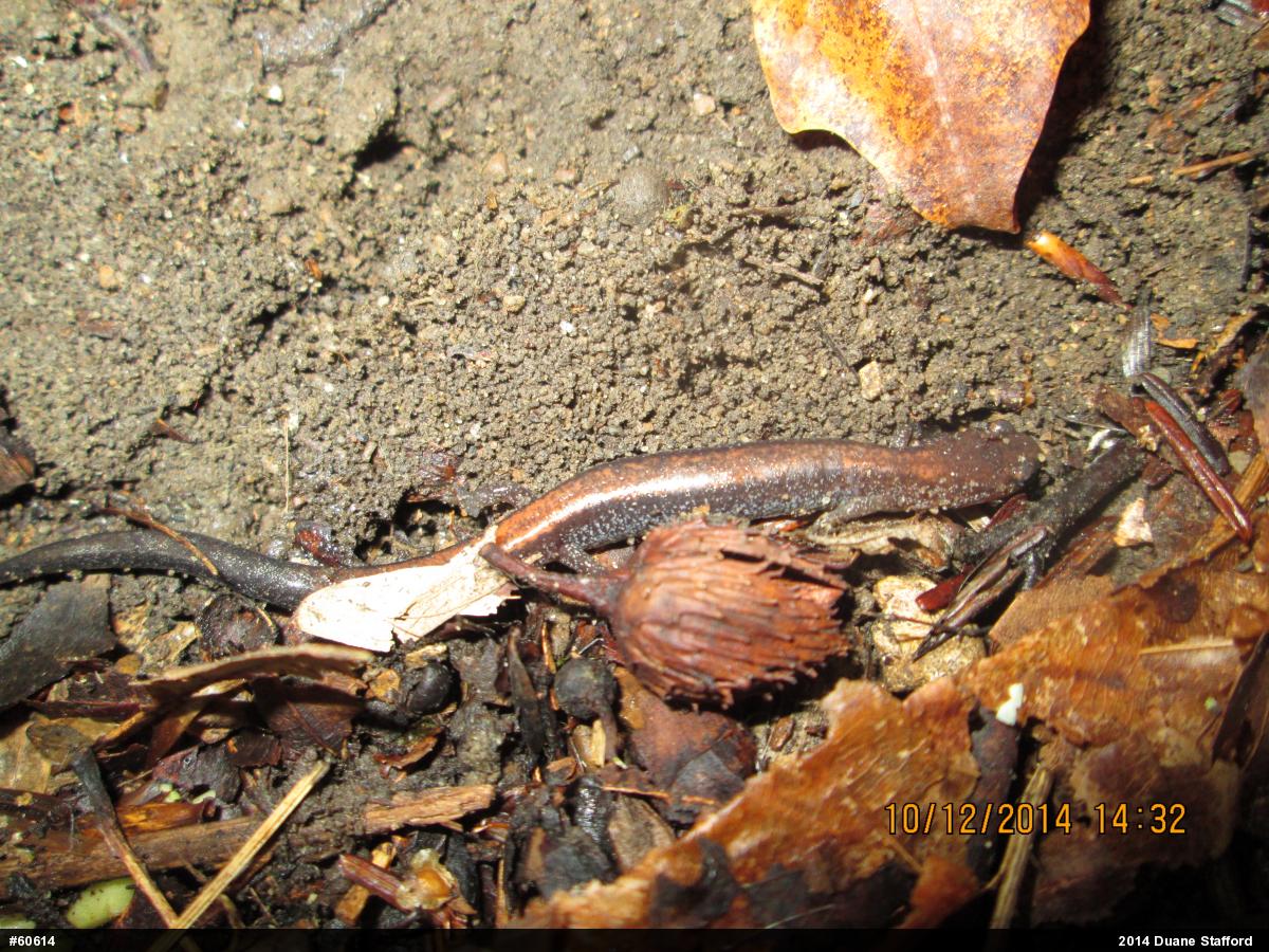 Eastern Red-backed  Salamander