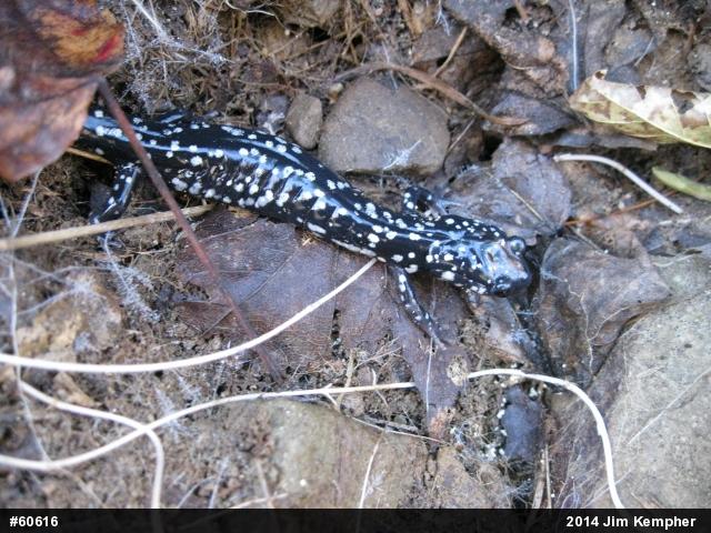 Northern Slimy Salamander
