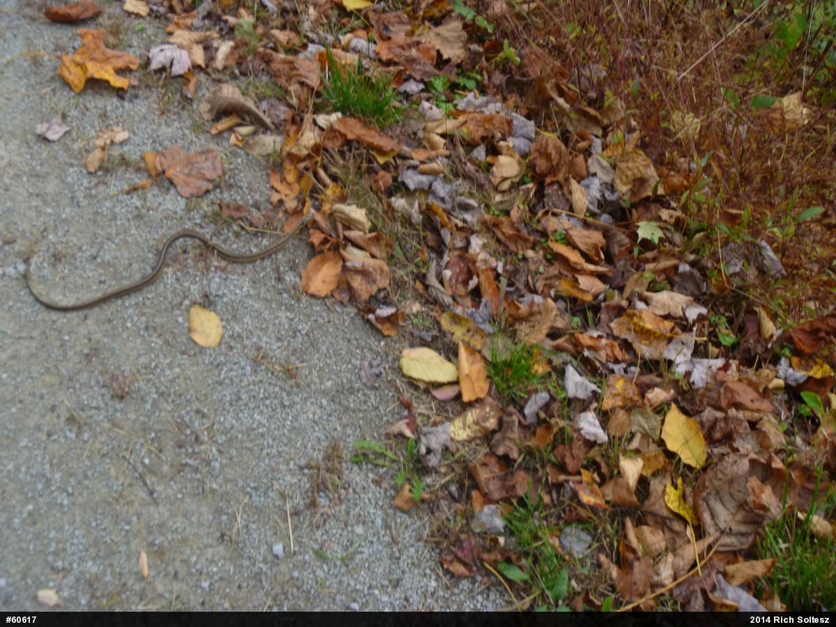 Eastern Gartersnake