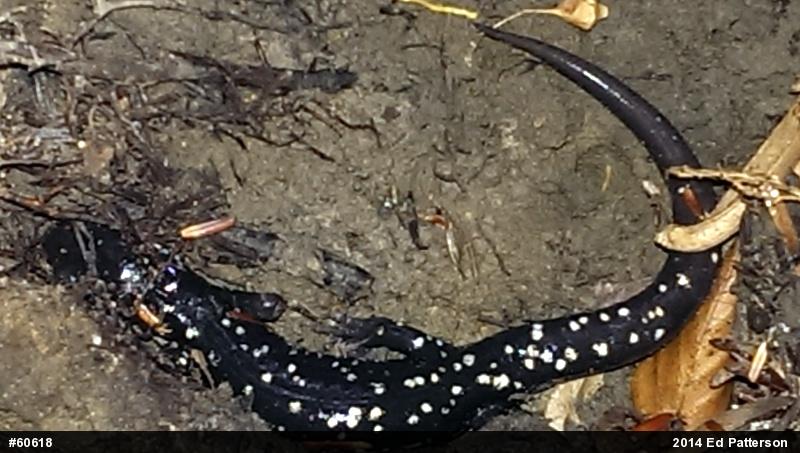 Northern Slimy Salamander