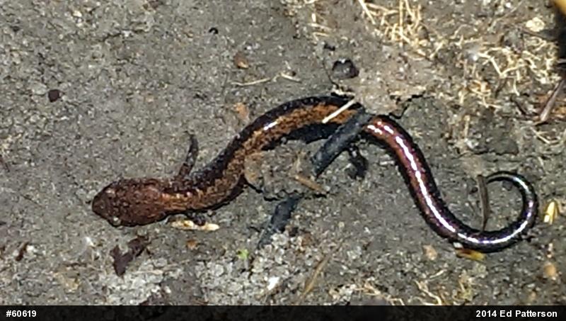 Eastern Red-backed  Salamander