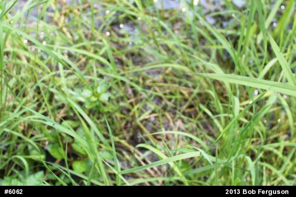 Green Frog