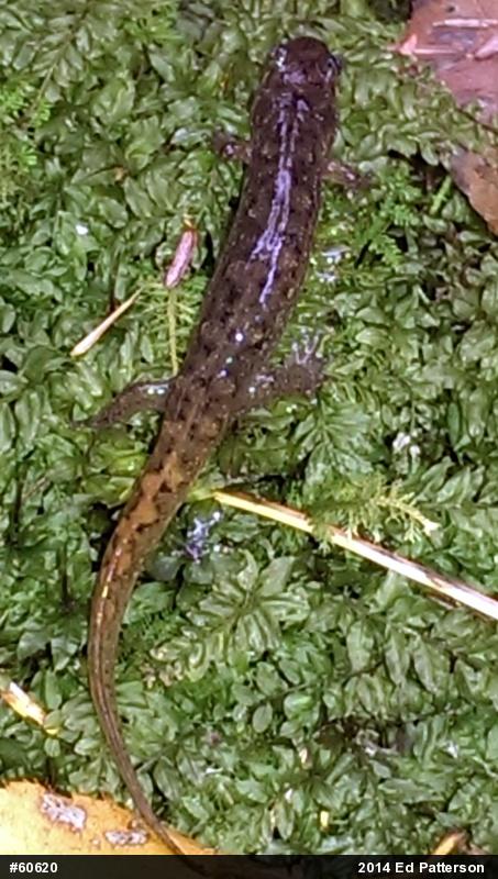 Seal Salamander