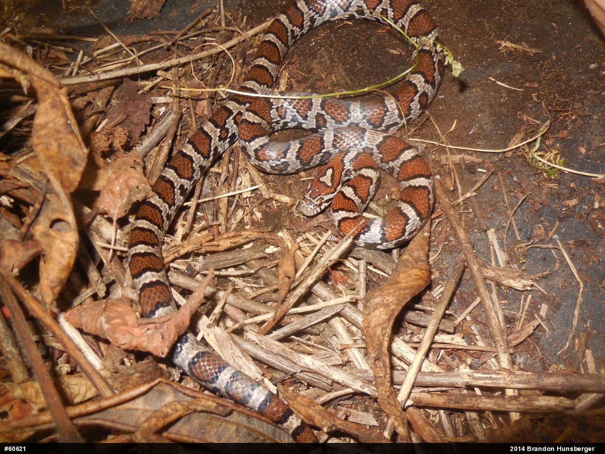 Eastern Milksnake