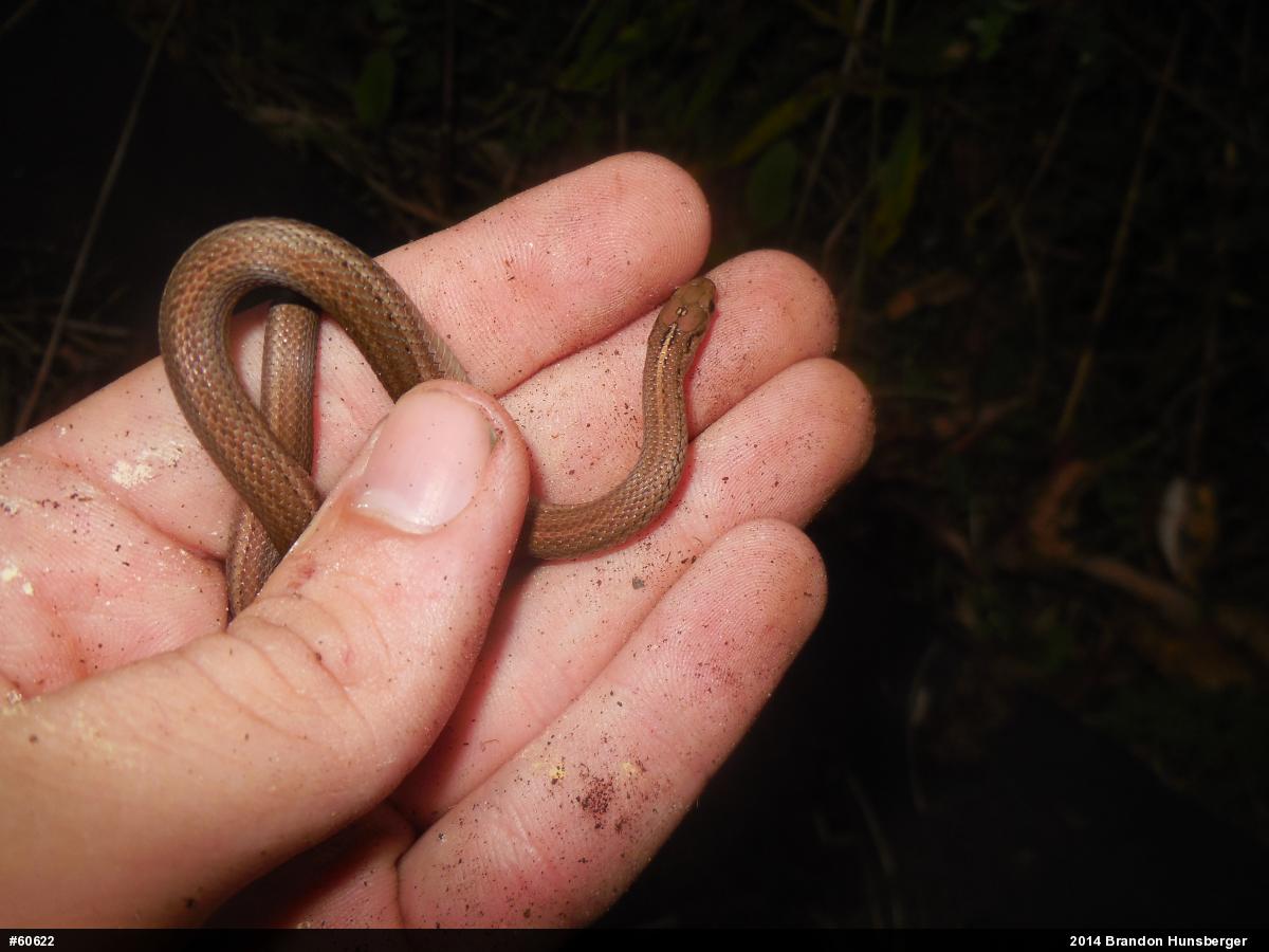 Shorthead Gartersnake