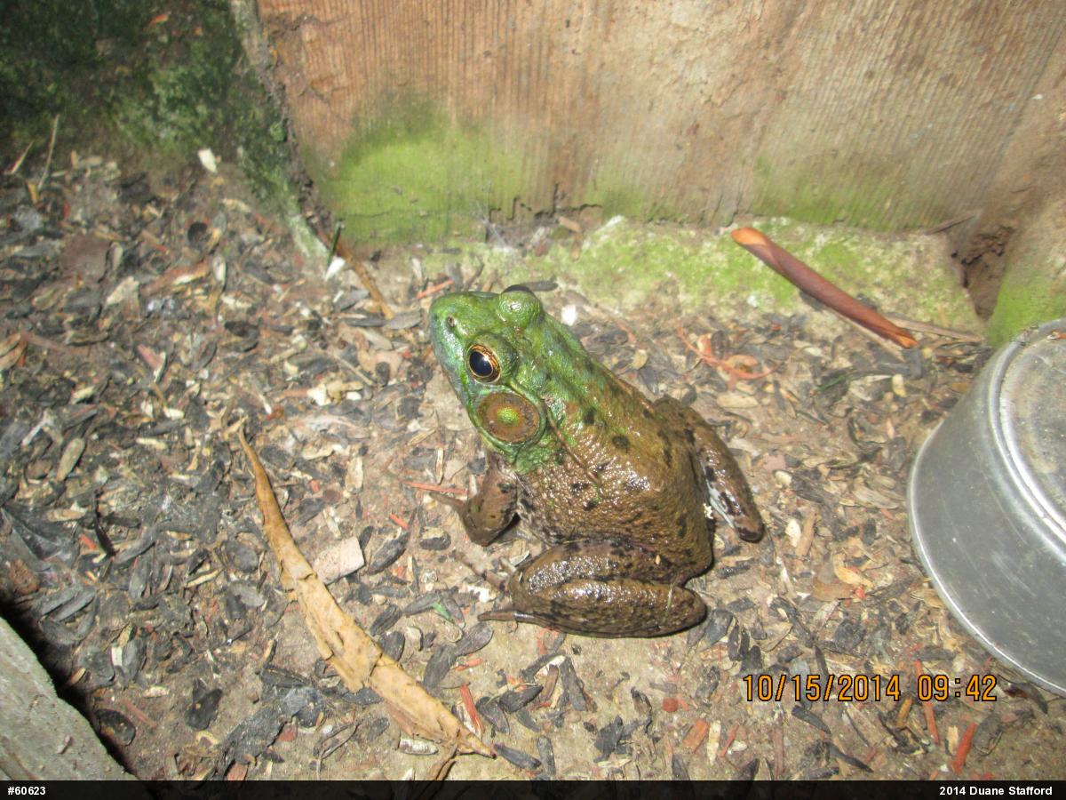Green Frog