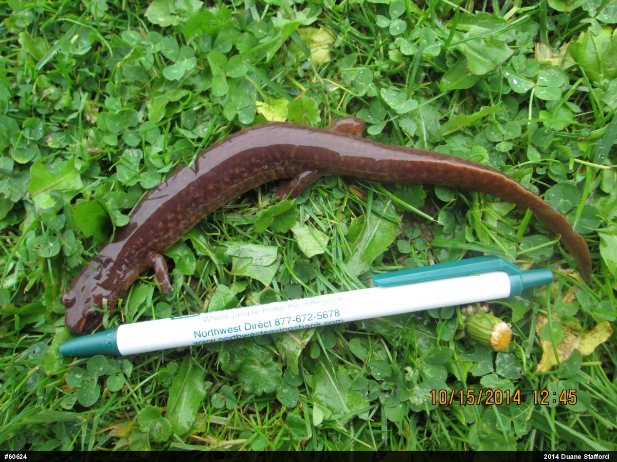 Northern Spring Salamander