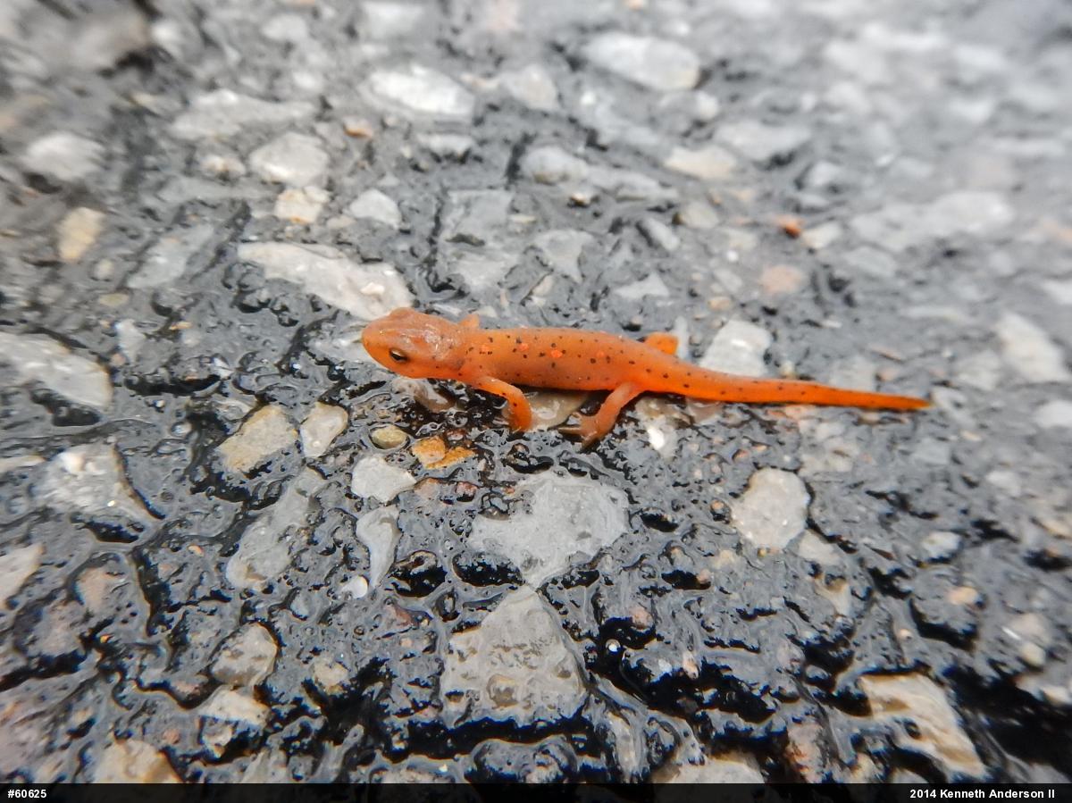 Red-spotted Newt