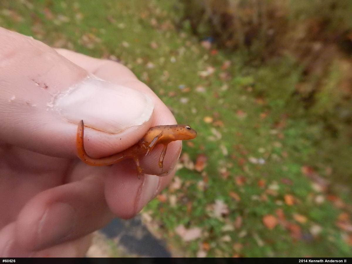 Red-spotted Newt