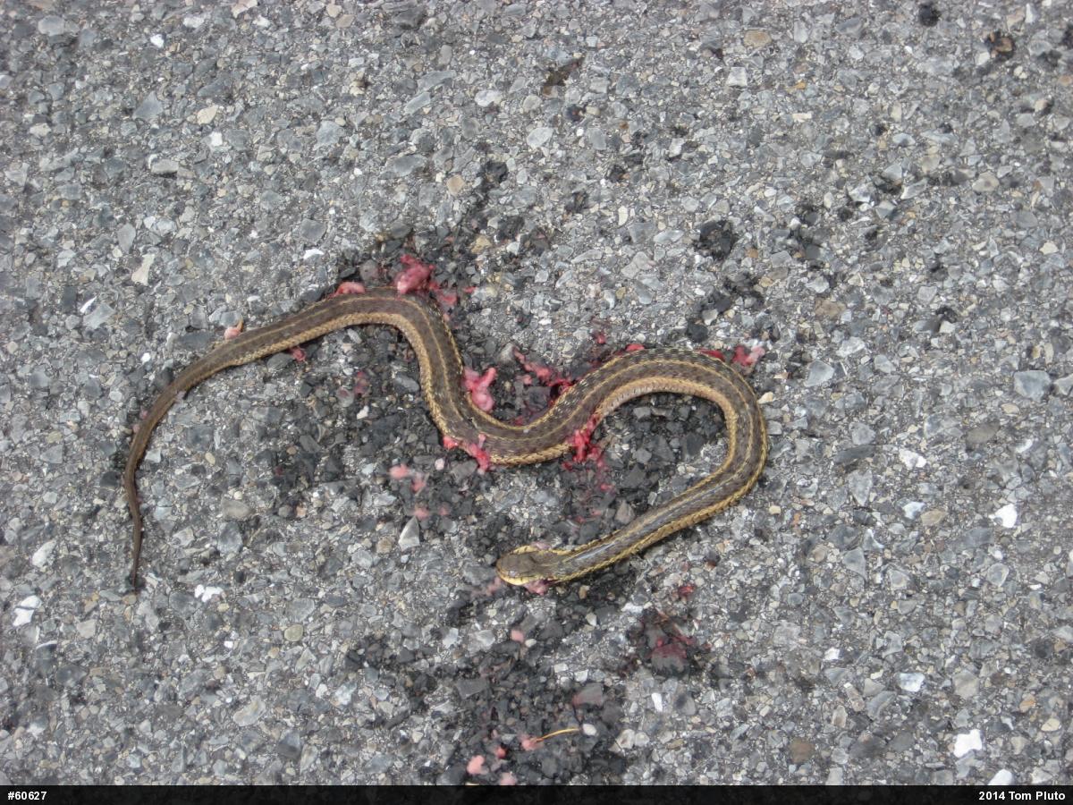 Eastern Gartersnake