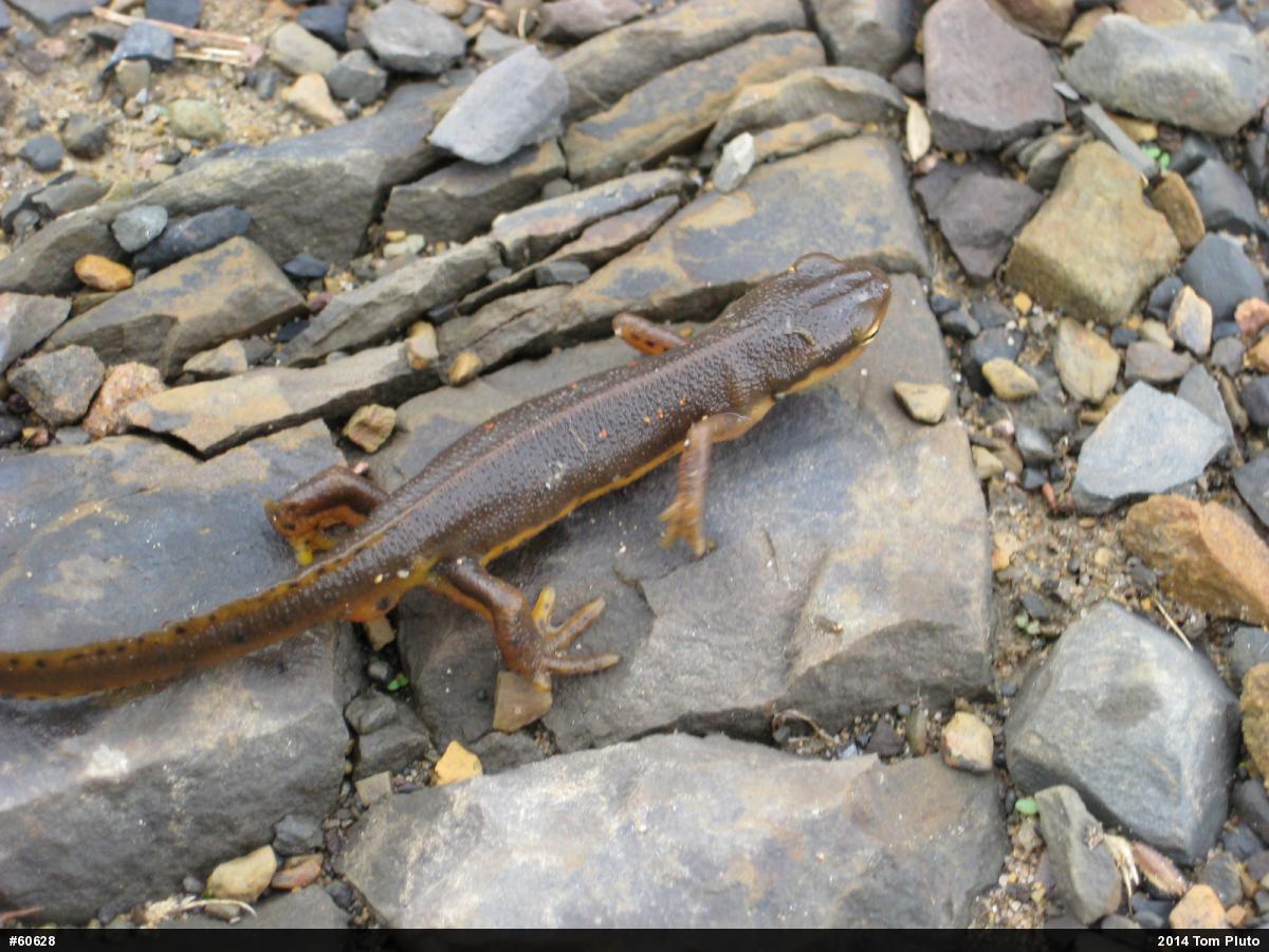 Red-spotted Newt