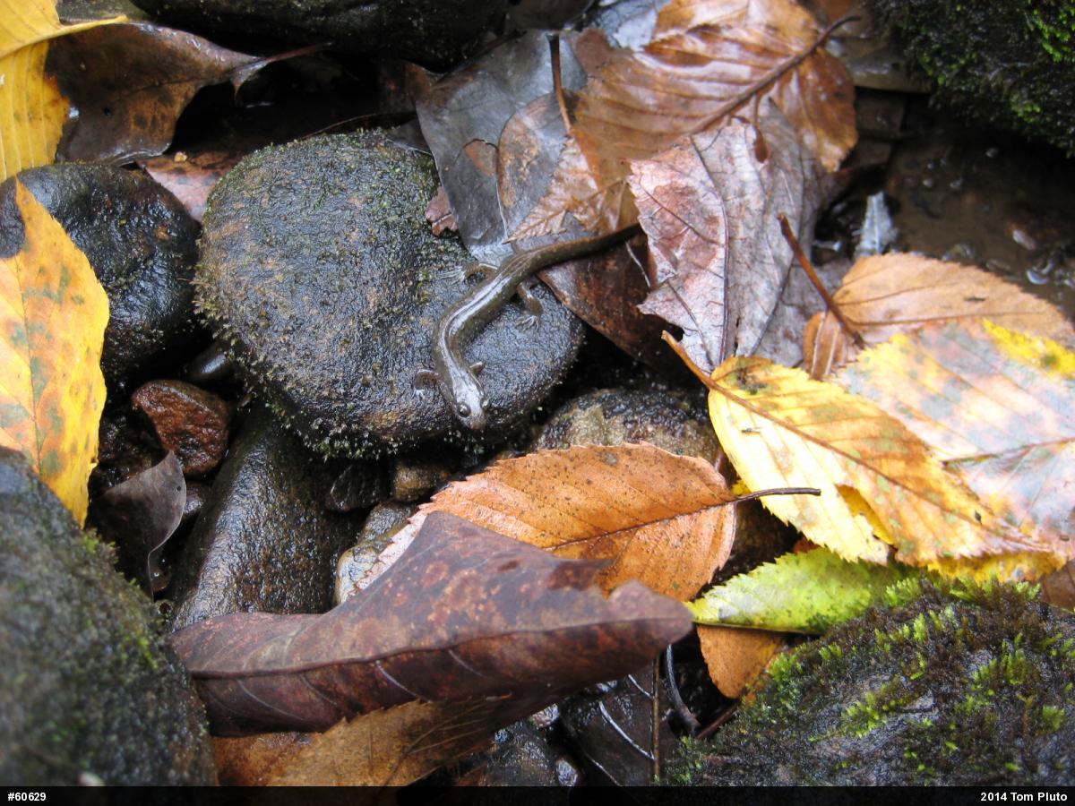 Northern Dusky Salamander
