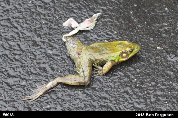 Green Frog