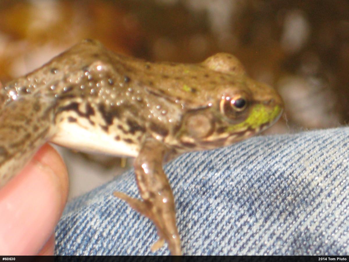 Green Frog