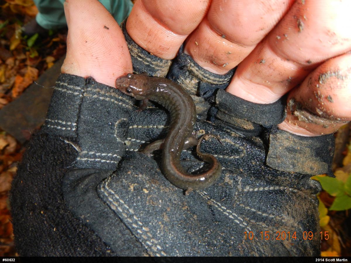 Northern Dusky Salamander