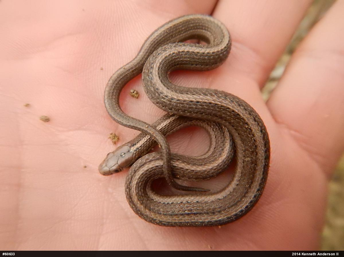 Shorthead Gartersnake
