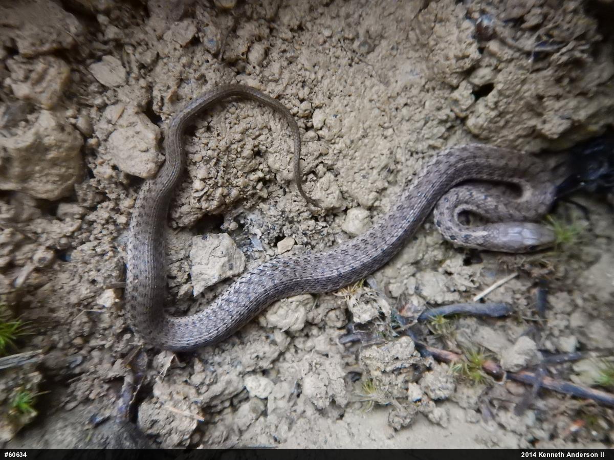 Eastern Gartersnake