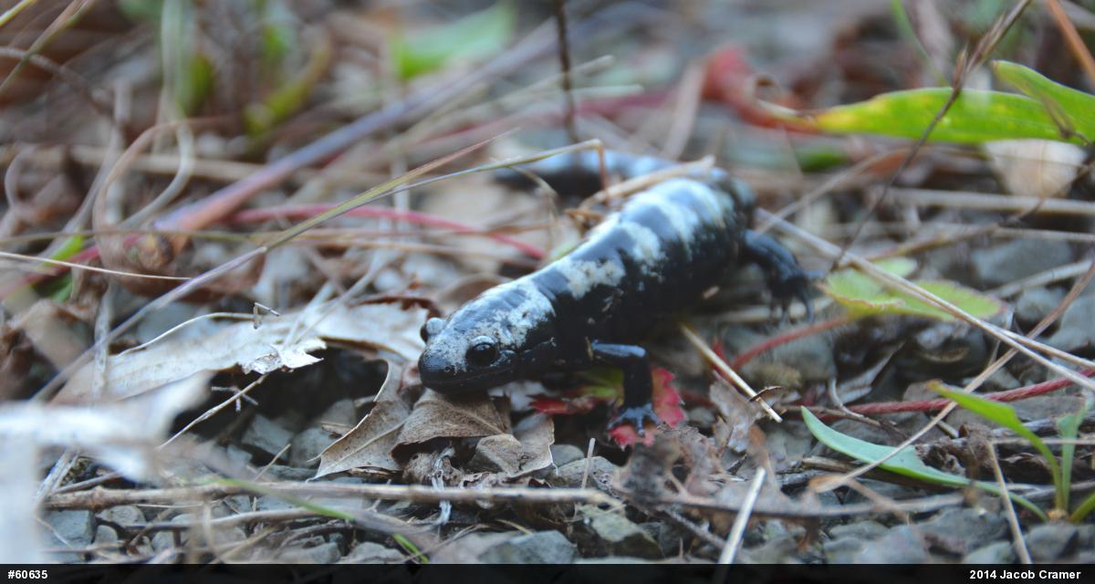 Marbled Salamander