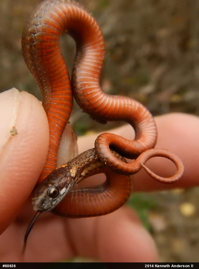 Red-bellied Snake