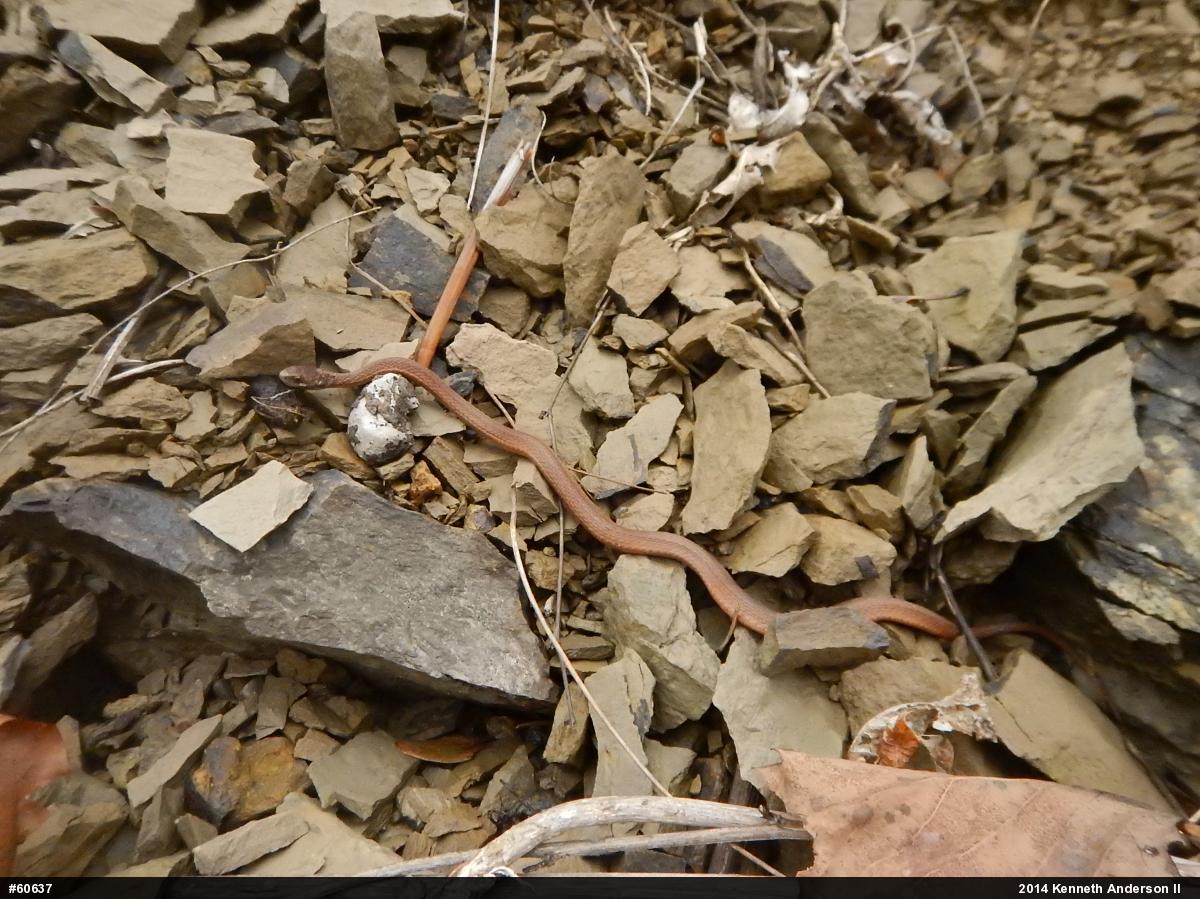 Red-bellied Snake