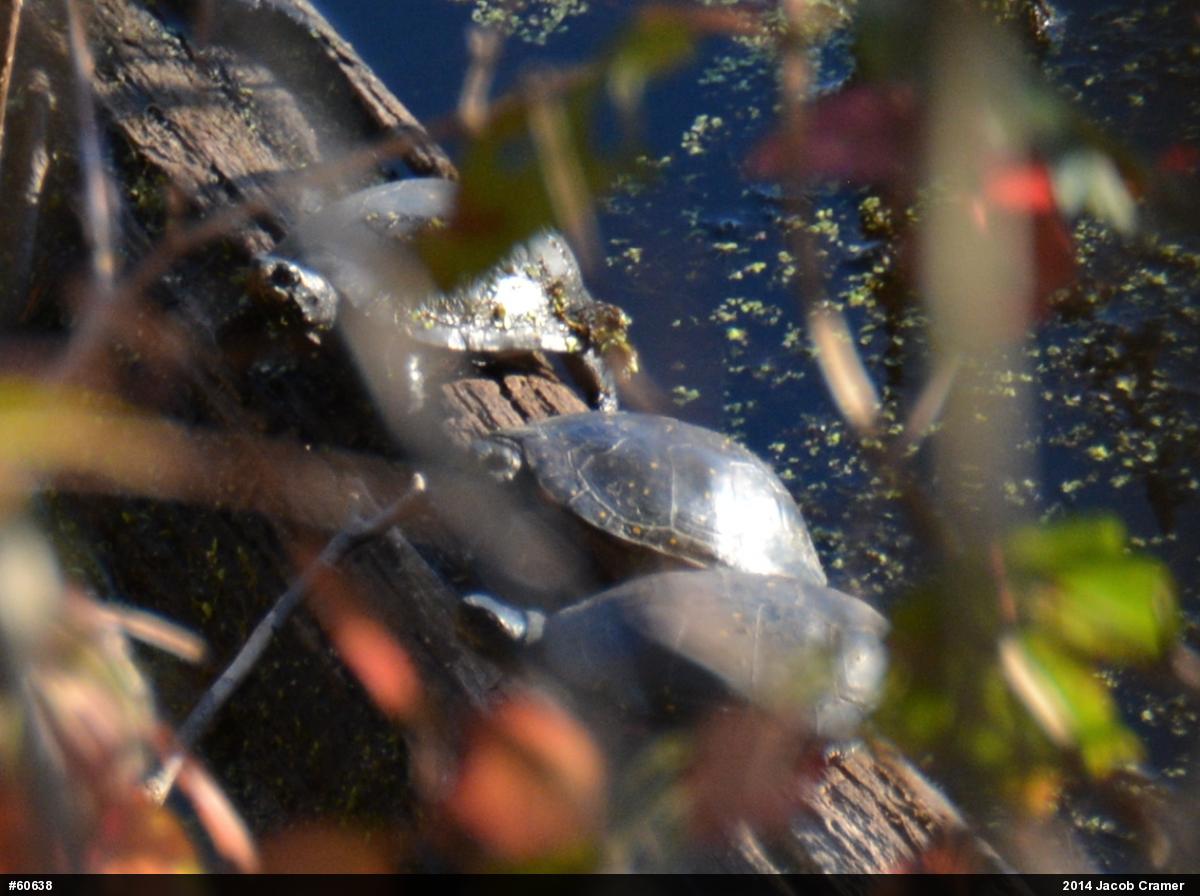 Spotted Turtle