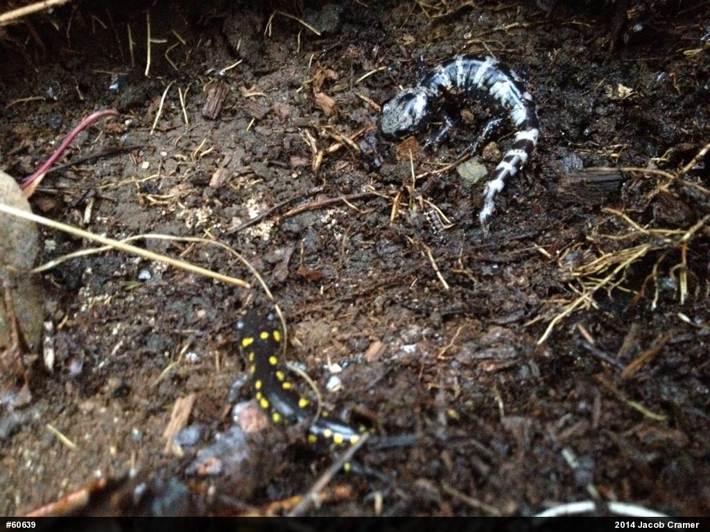 Spotted Salamander