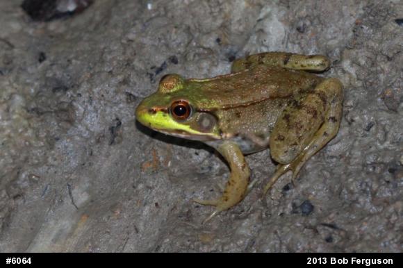 Green Frog