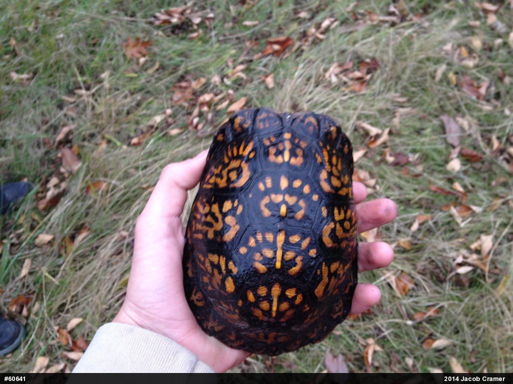 Eastern Box Turtle