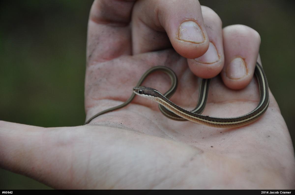Common Ribbonsnake
