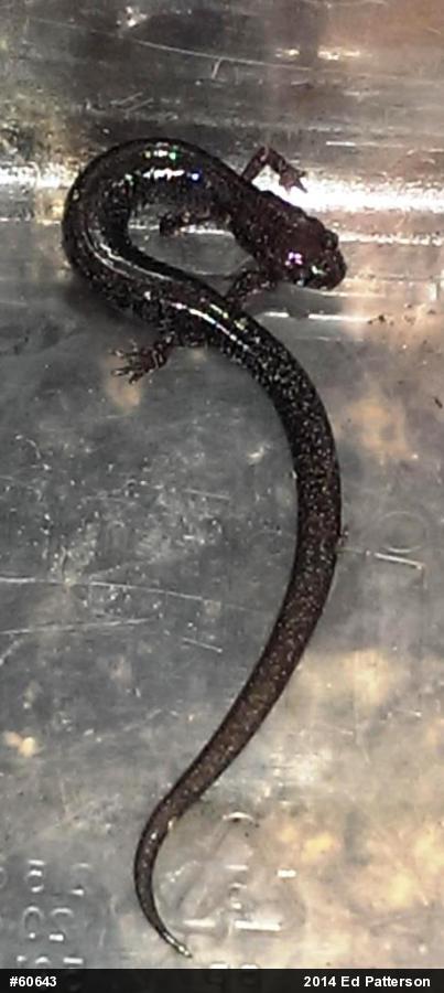 Valley And Ridge Salamander