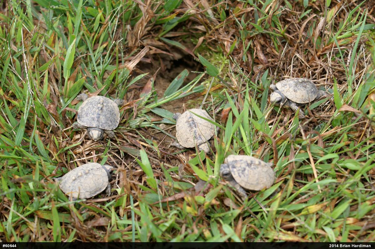 Eastern Box Turtle