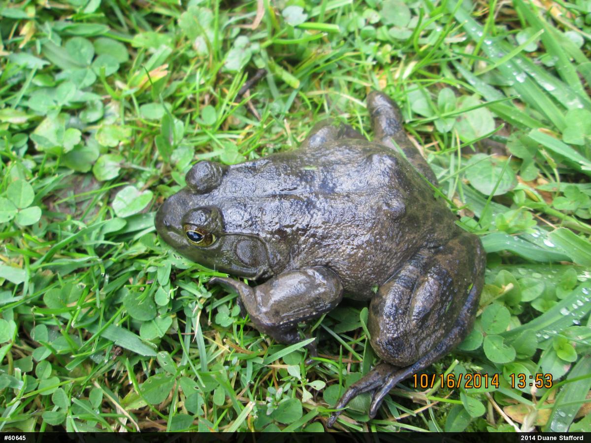 American Bullfrog
