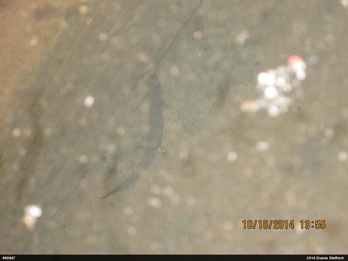 Northern Spring Salamander