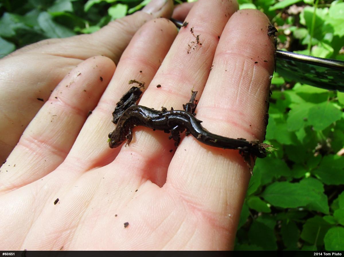 Allegheny Mountain Dusky Salamander