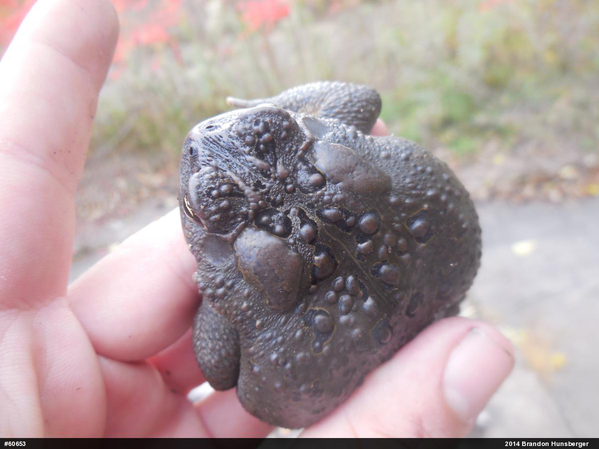 Eastern American Toad