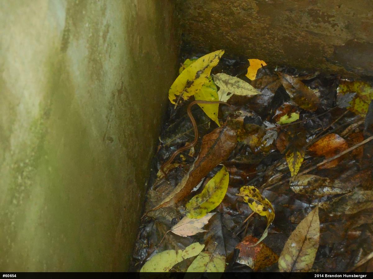 Dekay's Brownsnake