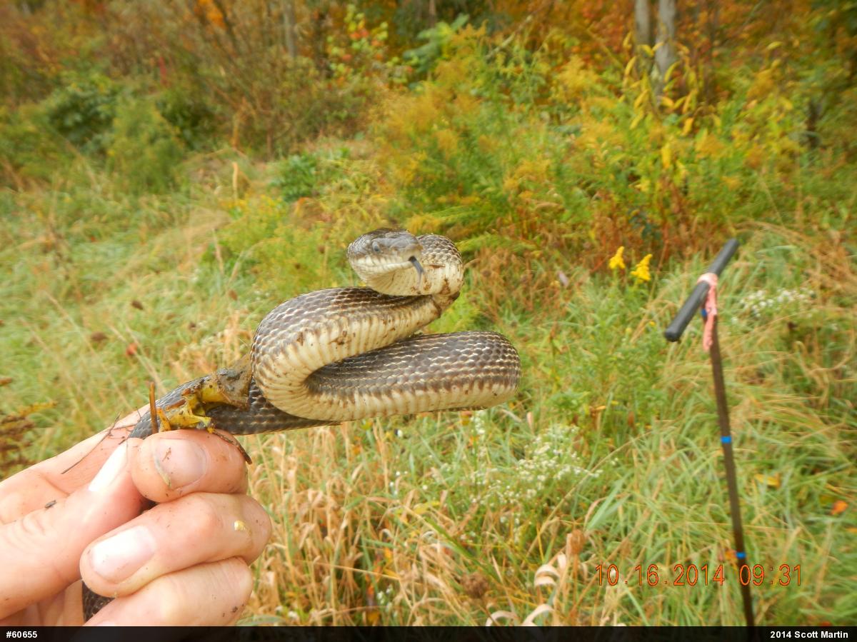 Eastern Ratsnake
