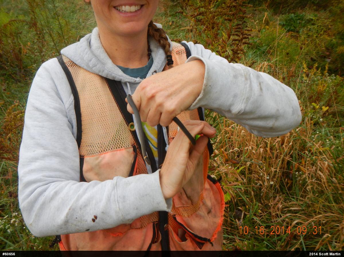 Northern Ring-necked Snake
