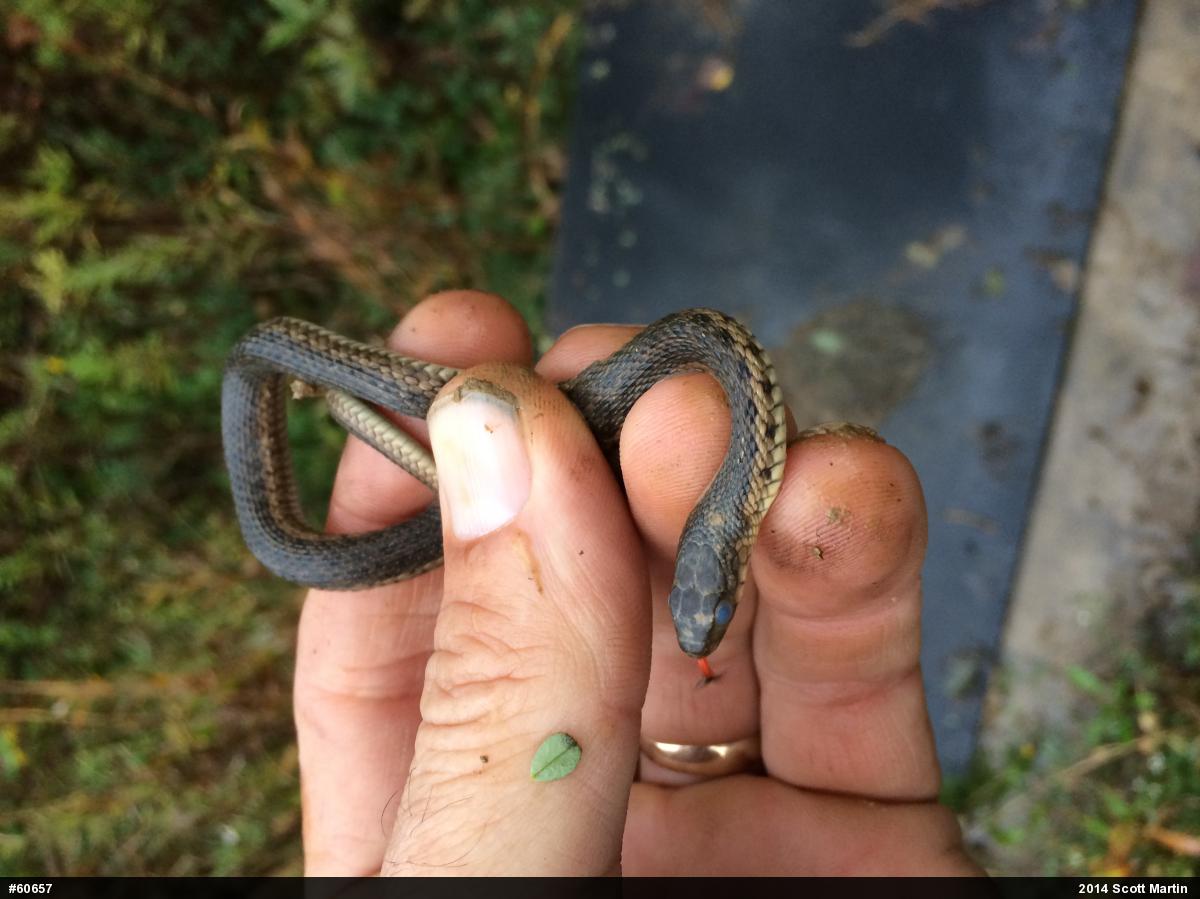 Eastern Gartersnake