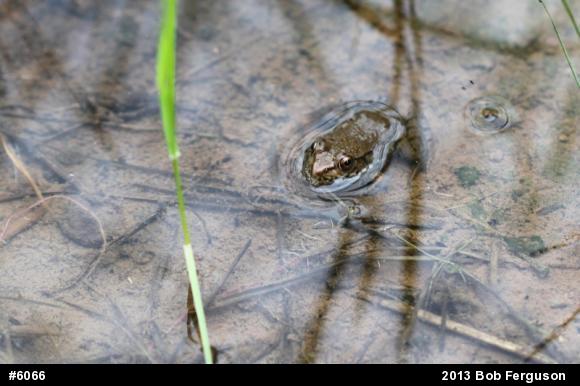 Green Frog